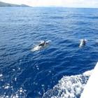 Delfine Martinique 3