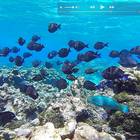 Tobago Cays snorkeling 2