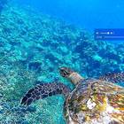 Tobago Cays snorkeling 1