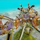 Lobster Turks Caicos 2